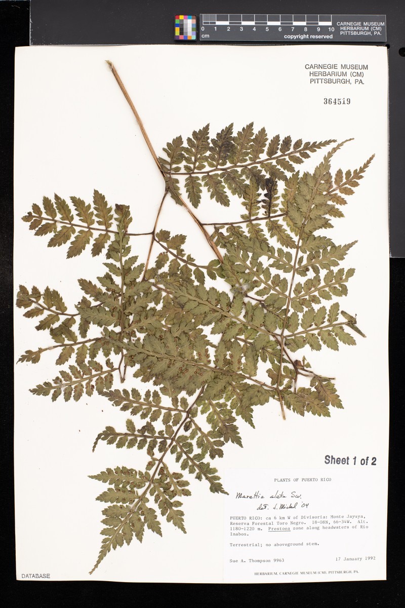 Marattia alata photo 2