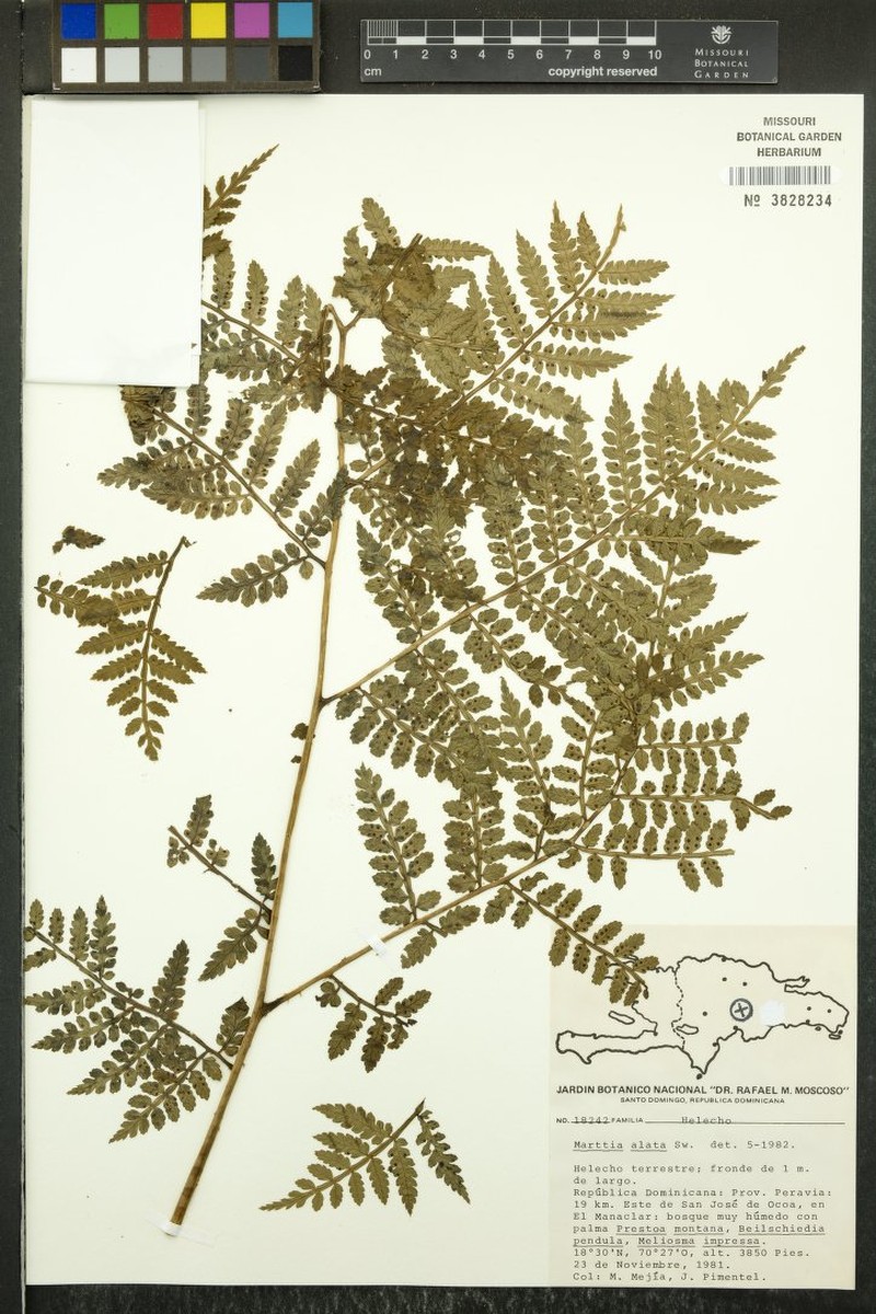 Marattia alata photo 3