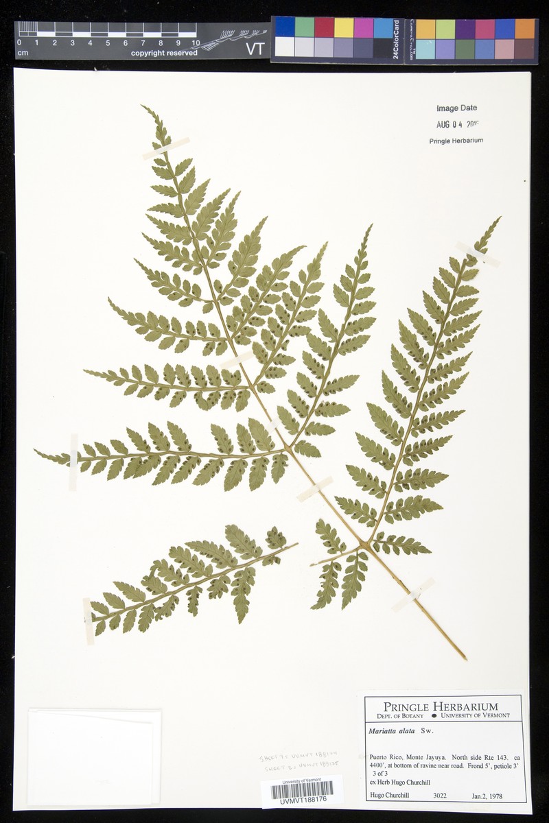 Marattia alata photo 4