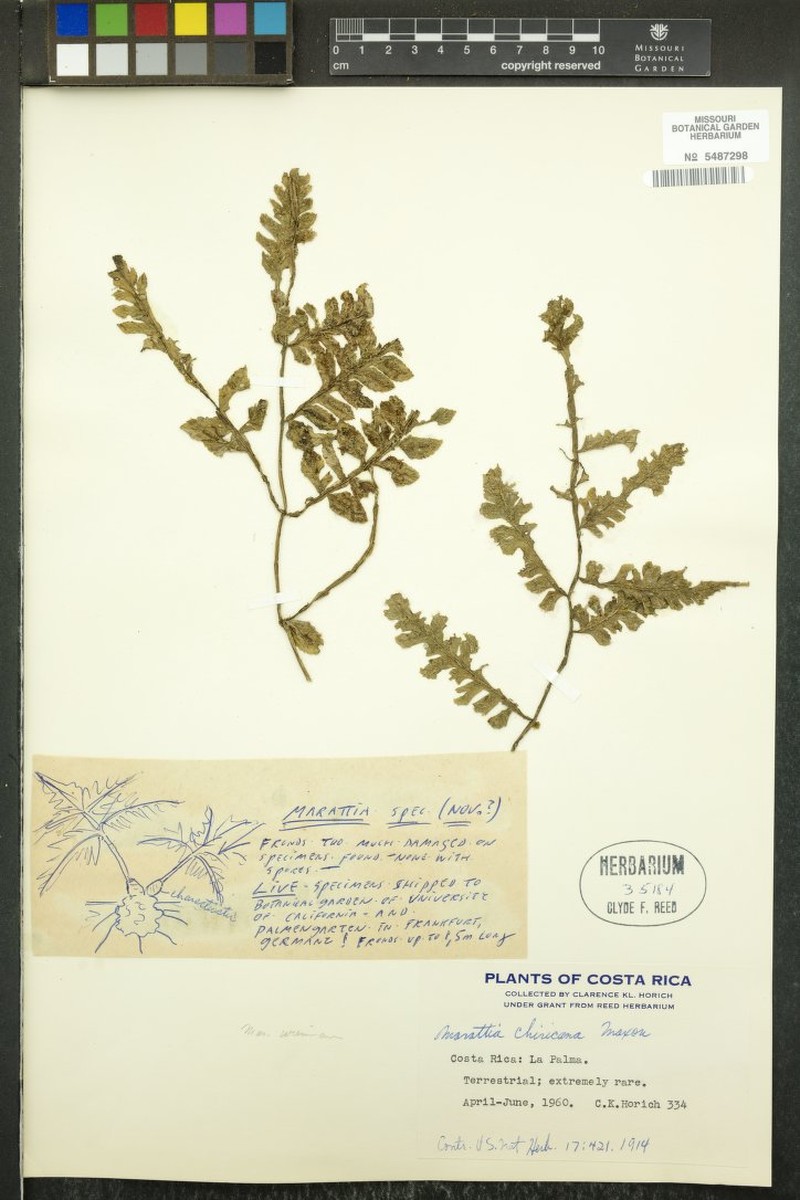 Marattia chiricana