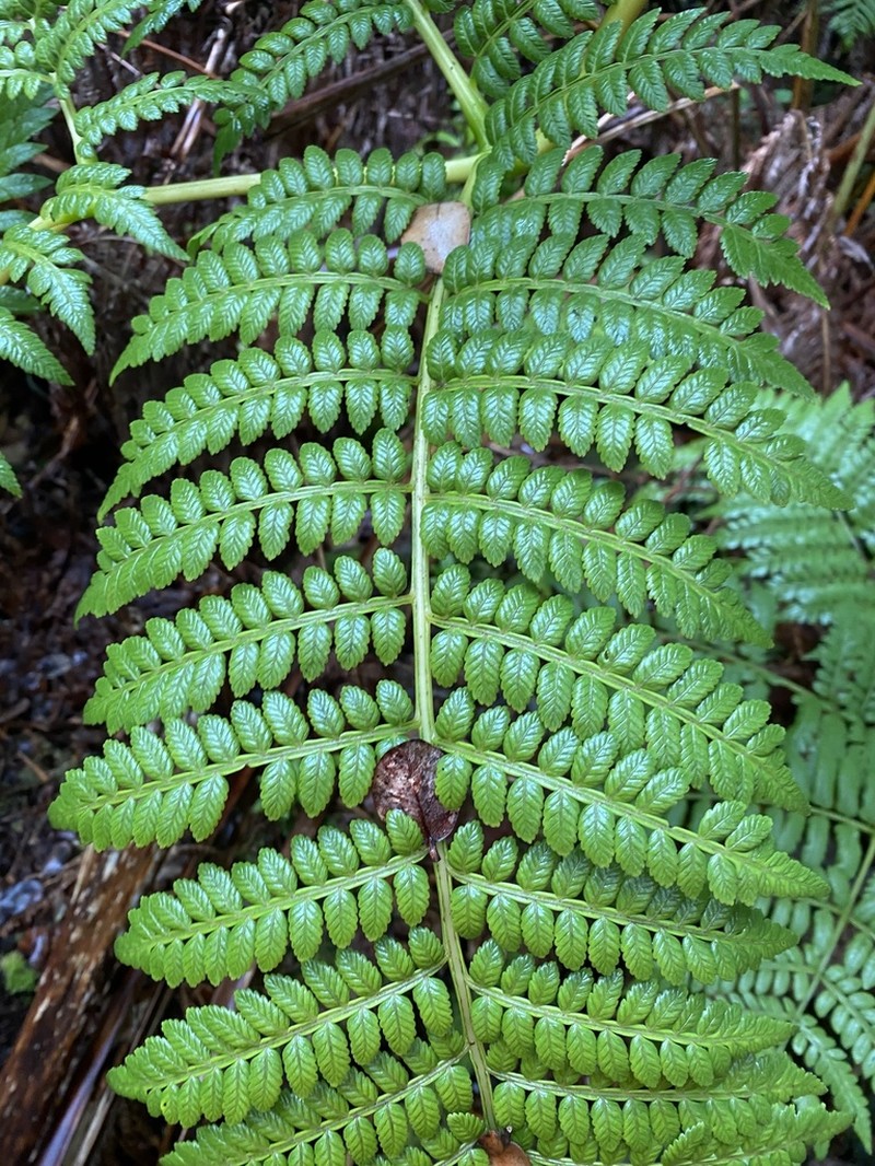 Hawai'I Potato Fern