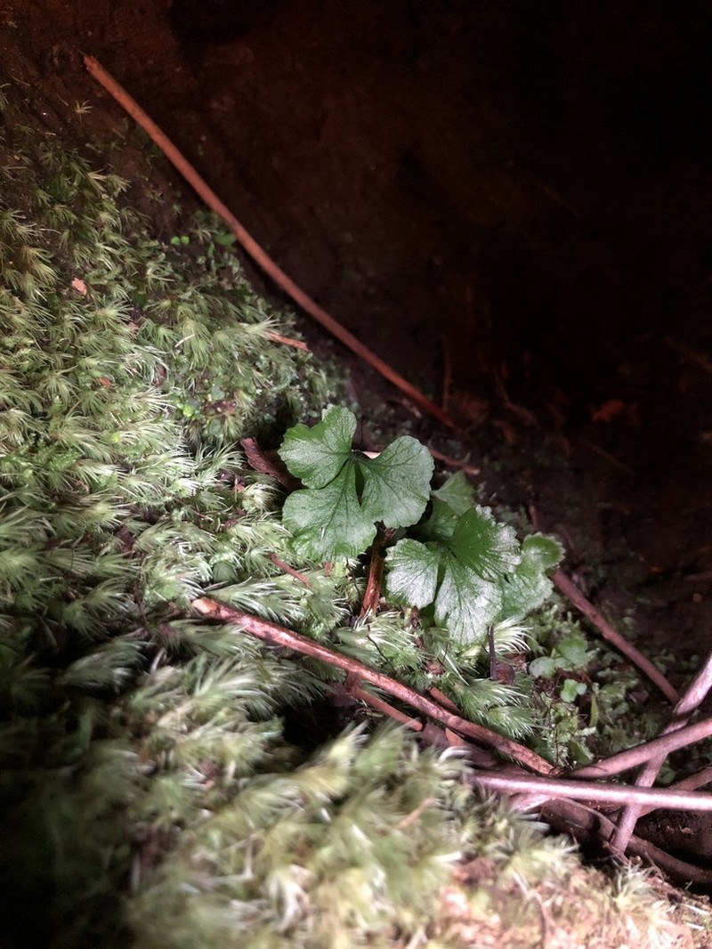 Hawai'I Potato Fern photo 2
