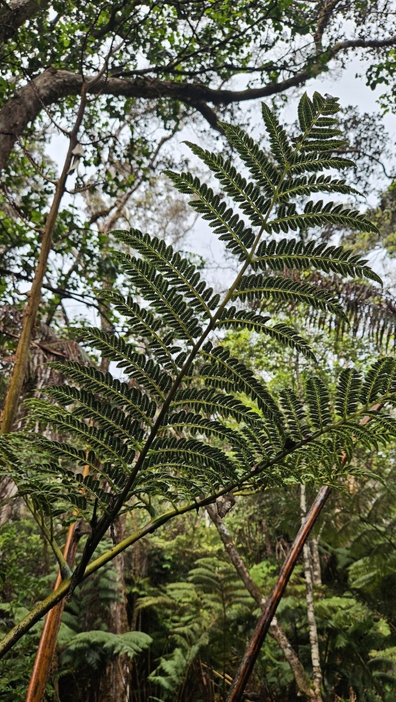 Hawai'I Potato Fern photo 3