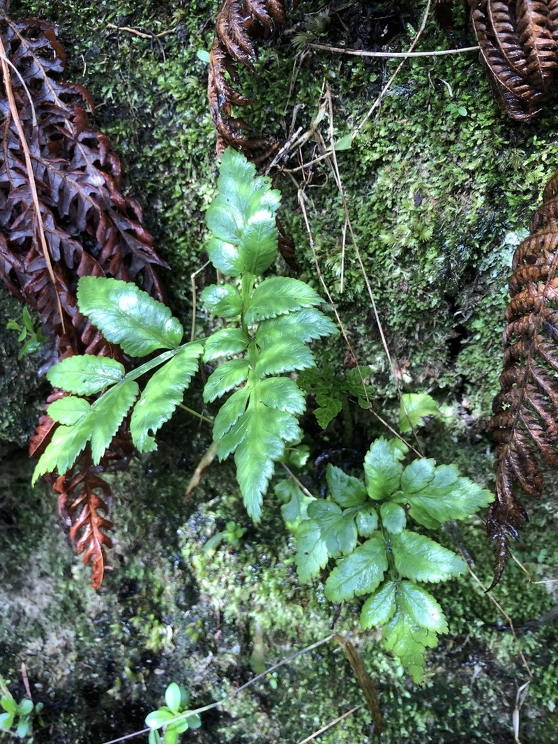 Hawai'I Potato Fern photo 4