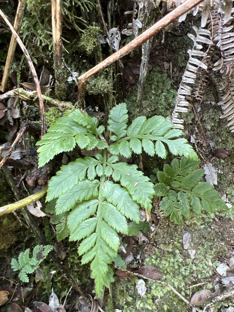 Hawai'I Potato Fern photo 5