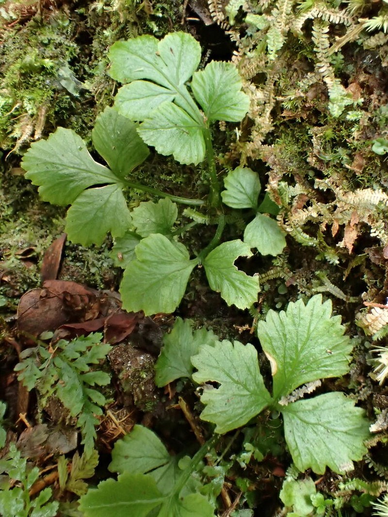 Hawai'I Potato Fern photo 6