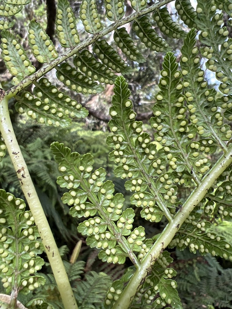 Hawai'I Potato Fern photo 7