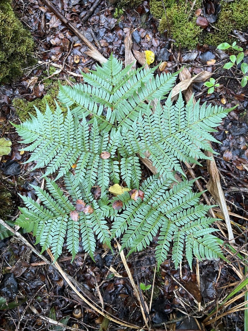 Hawai'I Potato Fern photo 8