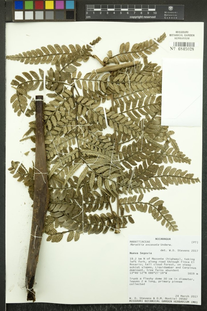 Marattia excavata photo 2