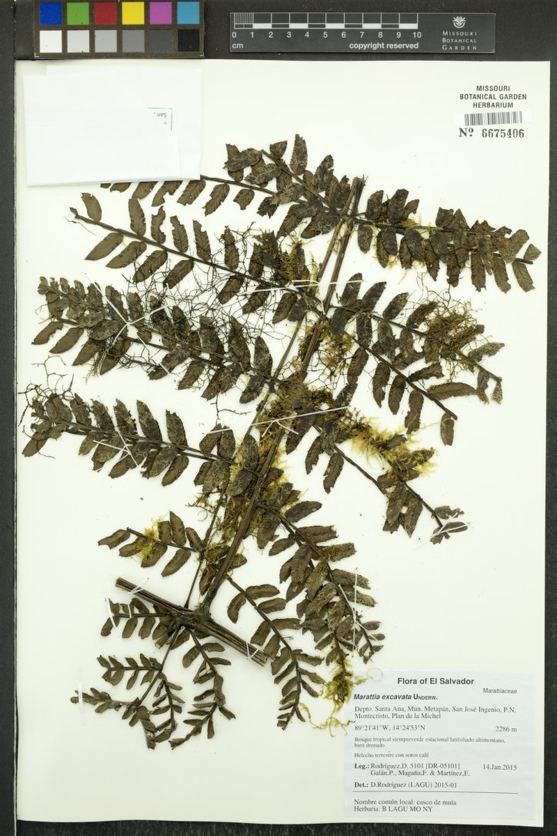 Marattia excavata photo 3