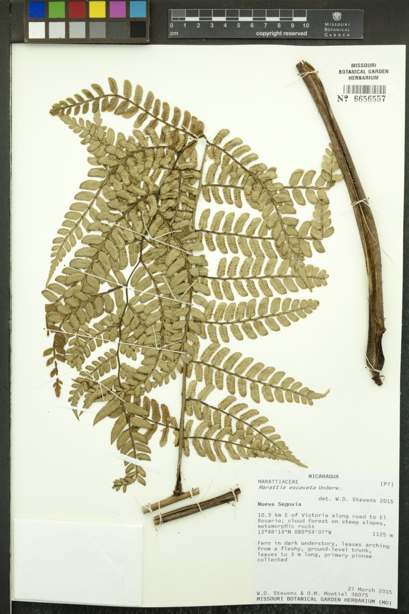 Marattia excavata photo 4