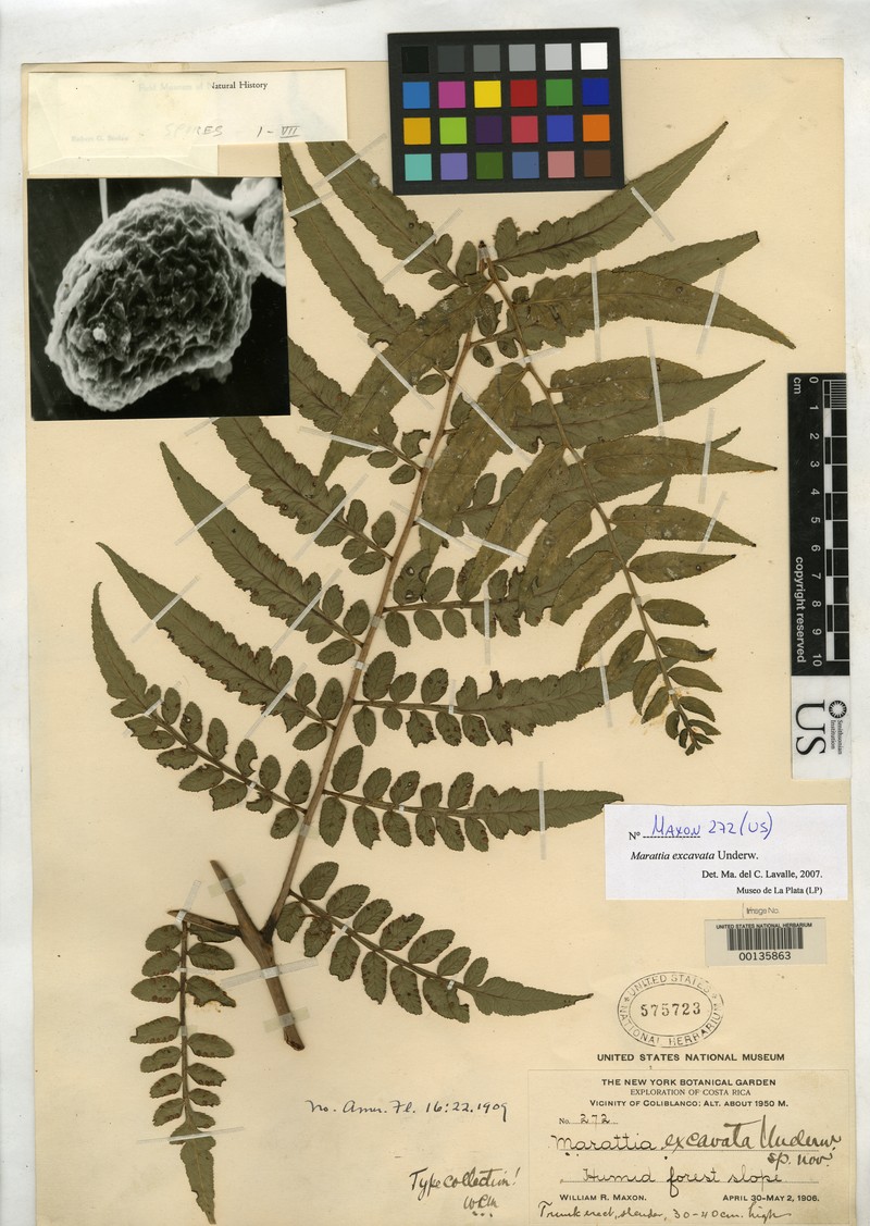 Marattia excavata