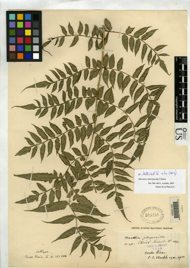 Marattia interposita
