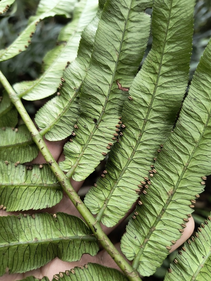 Marattia laxa