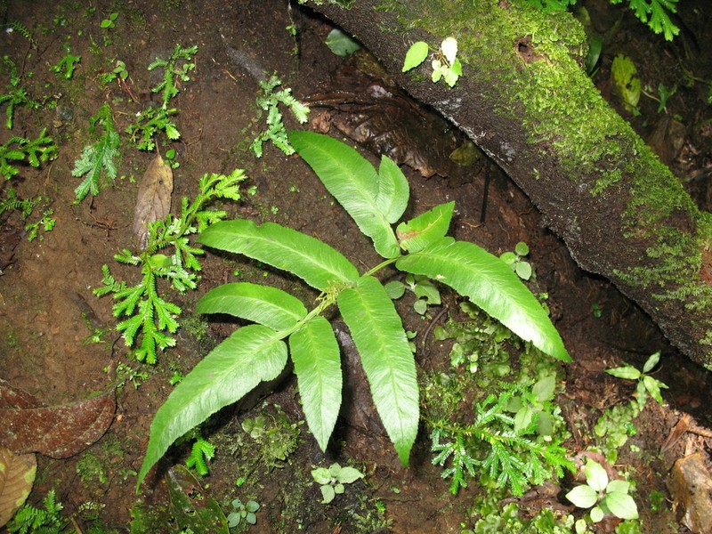 Marattia laxa photo 8