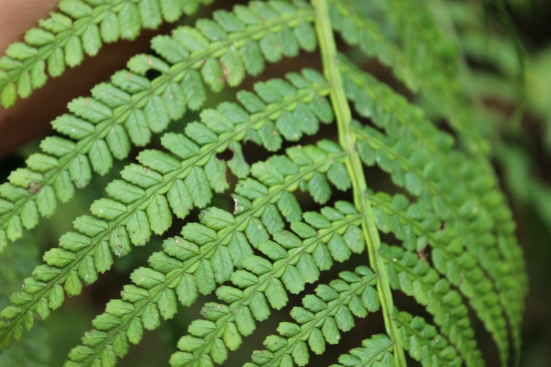 Marattia weinmanniifolia