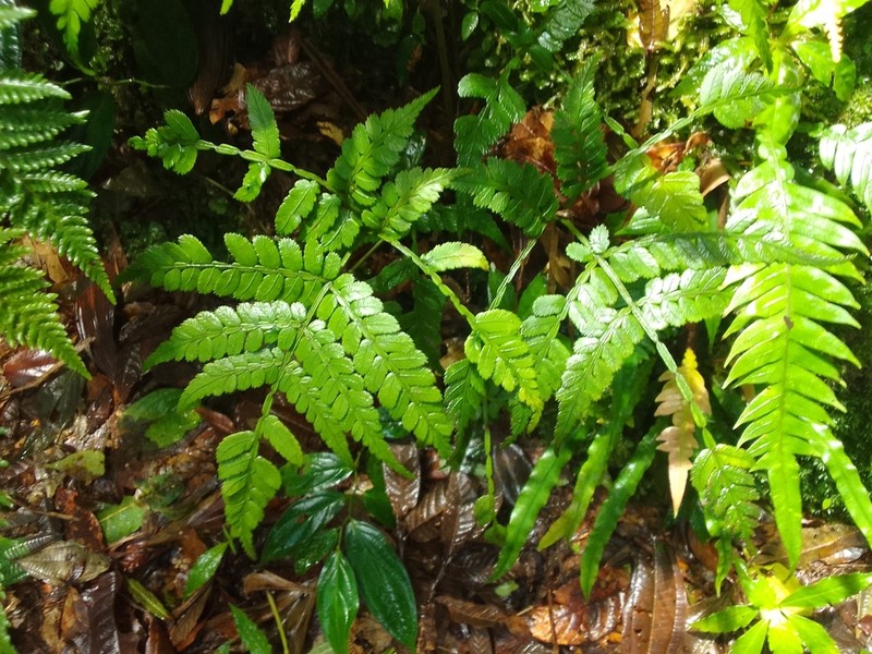 Marattia weinmanniifolia photo 2