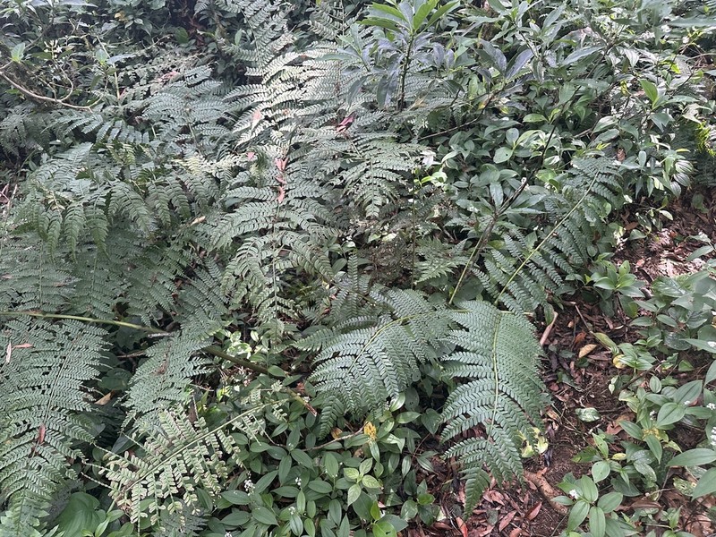 Marattia weinmanniifolia photo 3