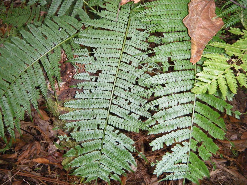 Marattia weinmanniifolia photo 4