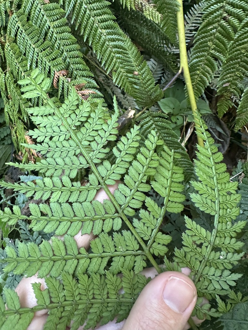Marattia weinmanniifolia photo 5