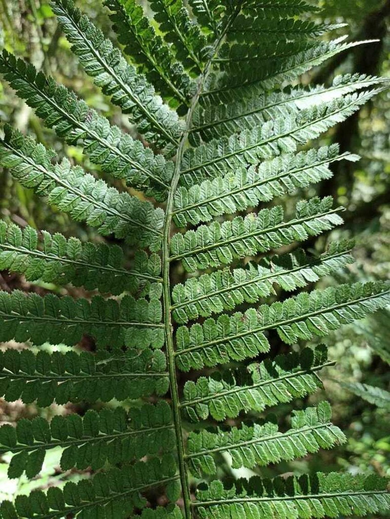 Marattia weinmanniifolia photo 6
