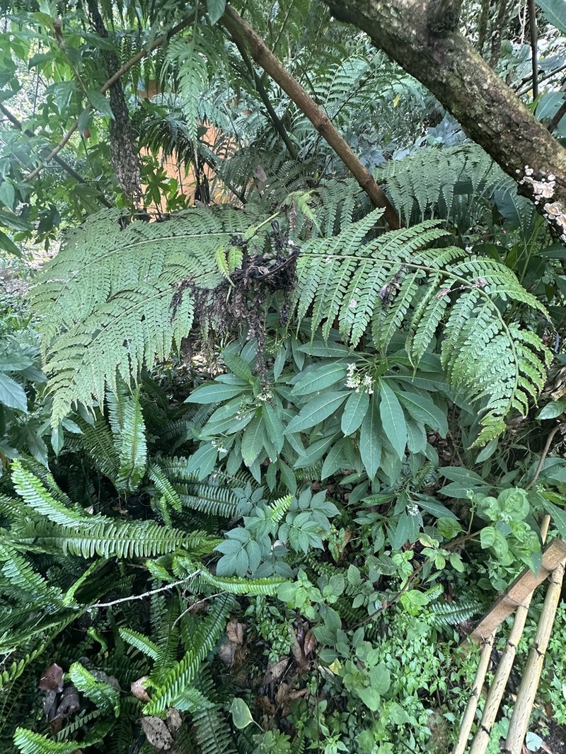 Marattia weinmanniifolia photo 7
