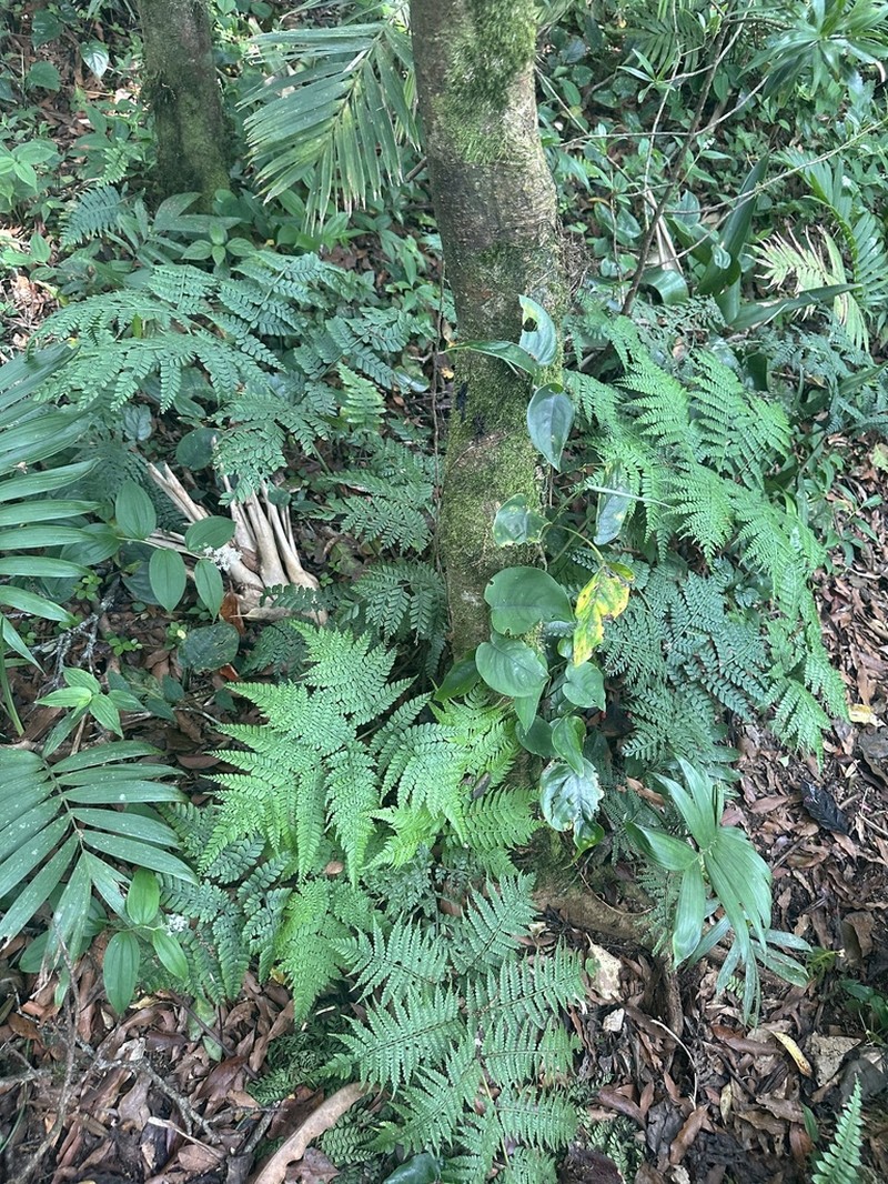 Marattia weinmanniifolia photo 8