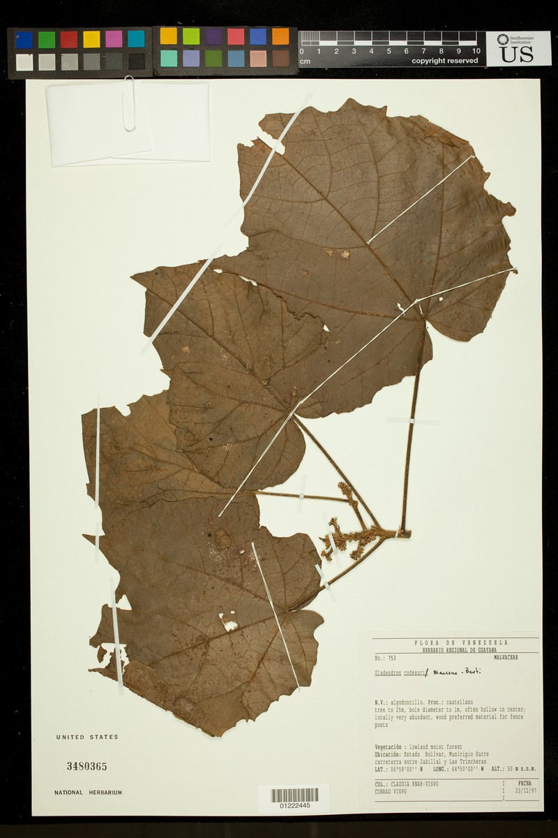 Marcanodendron codesuri