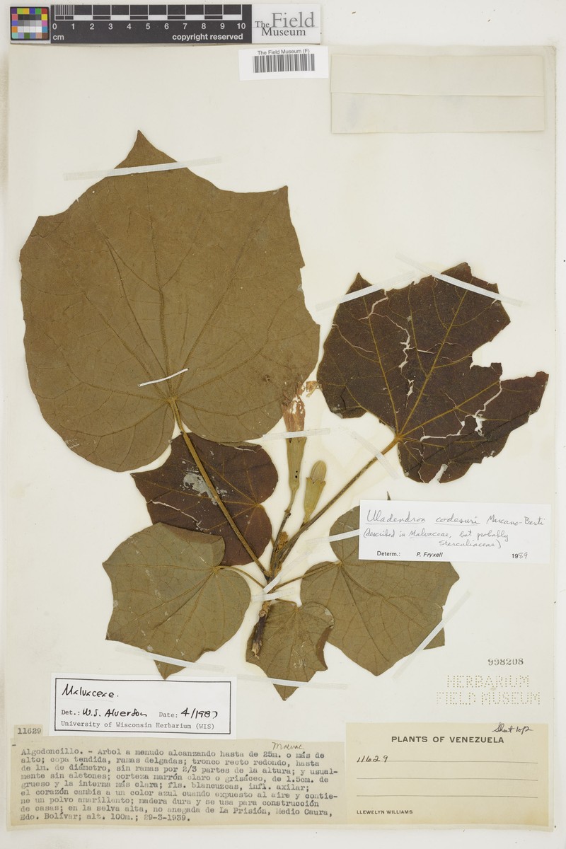 Marcanodendron codesuri photo 2