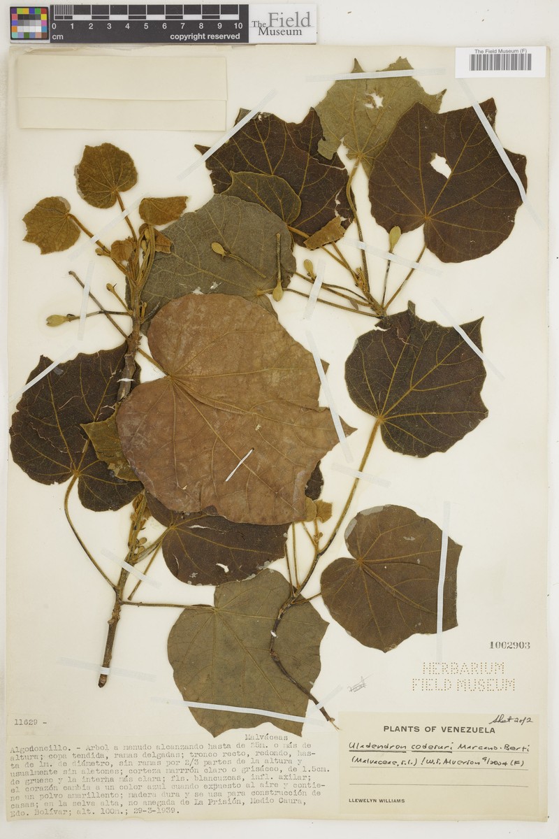 Marcanodendron codesuri photo 3