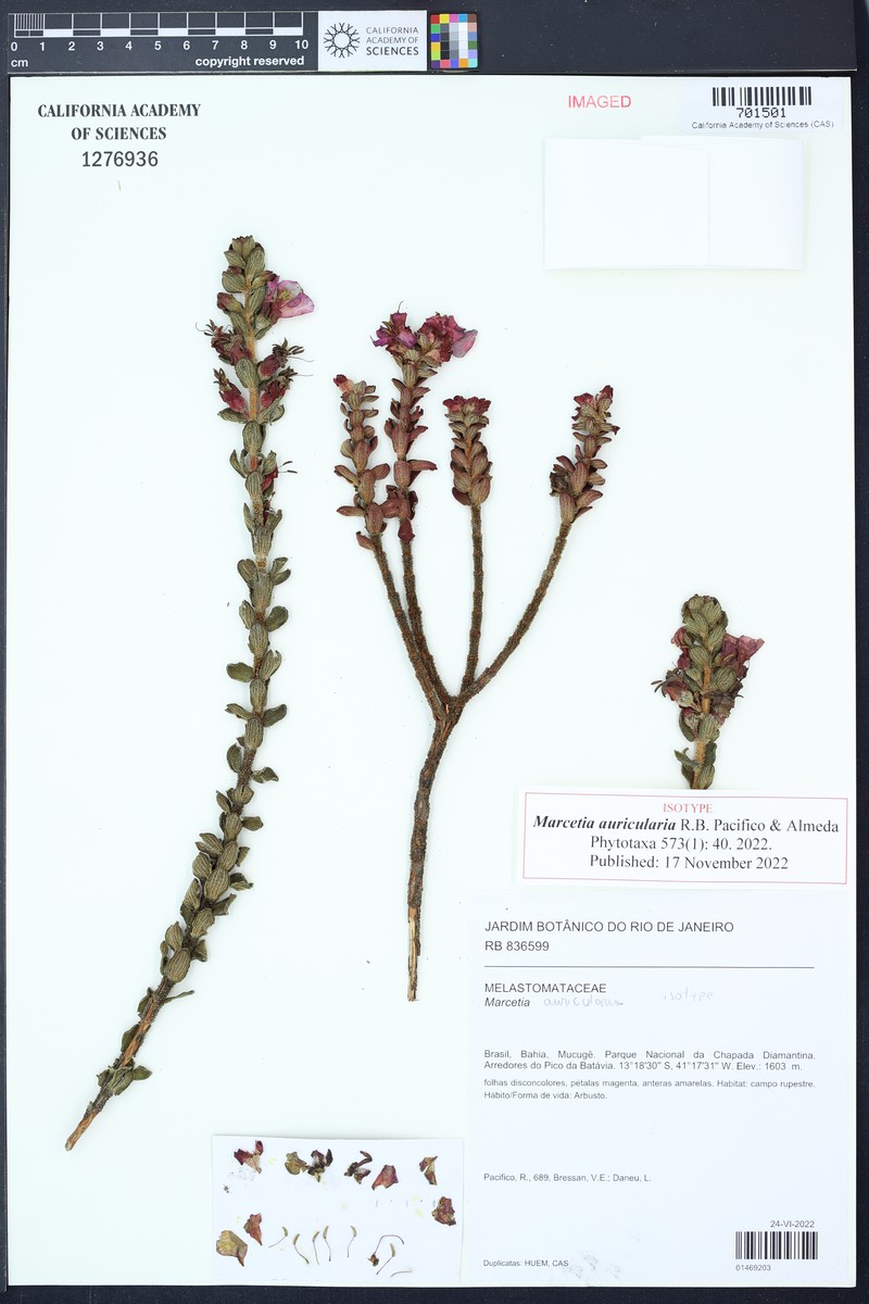 Marcetia auricularia