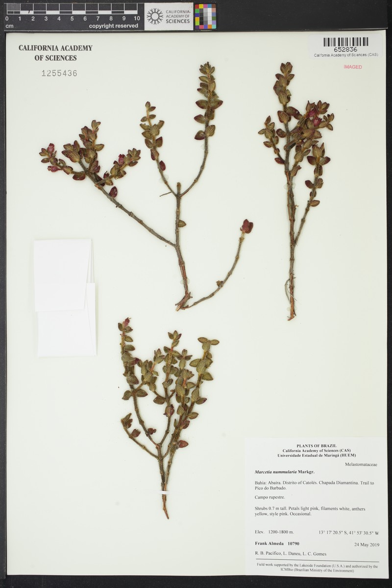 Marcetia santosiae