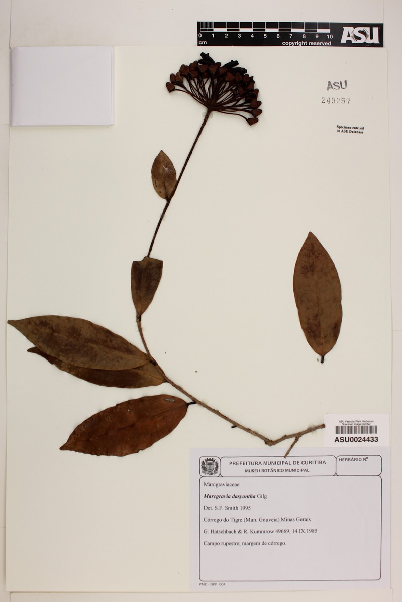 Marcgravia polyantha subsp. polyantha