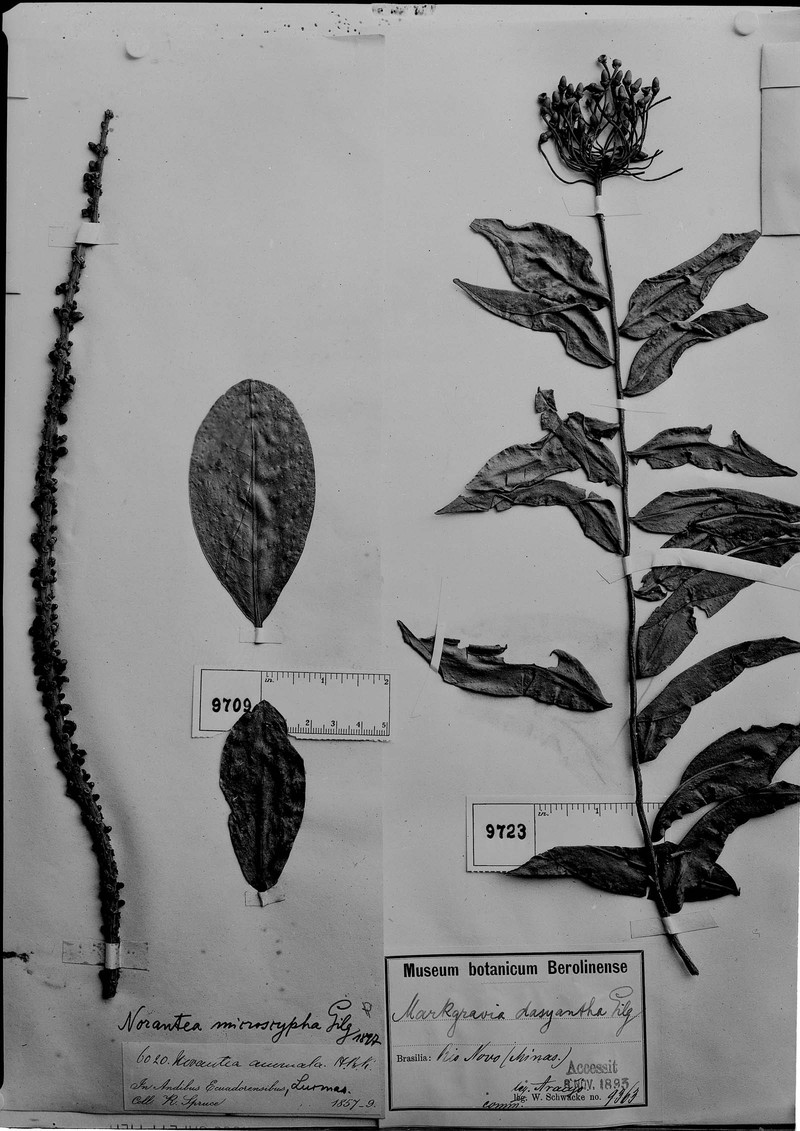 Marcgravia polyantha subsp. polyantha photo 2