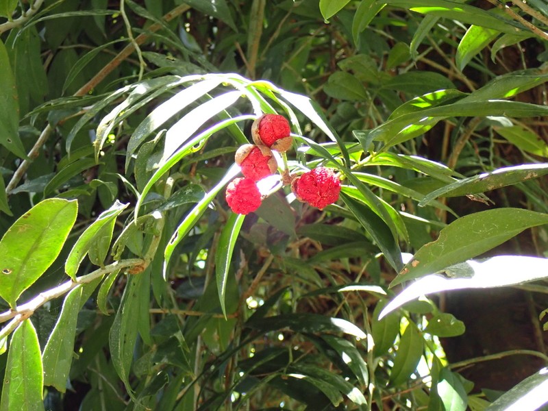 Bejuco De Lira photo 4