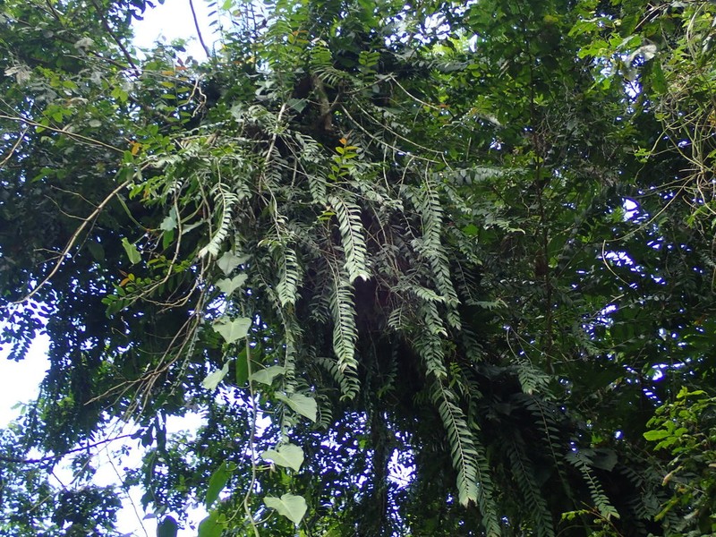 Bejuco De Lira photo 7