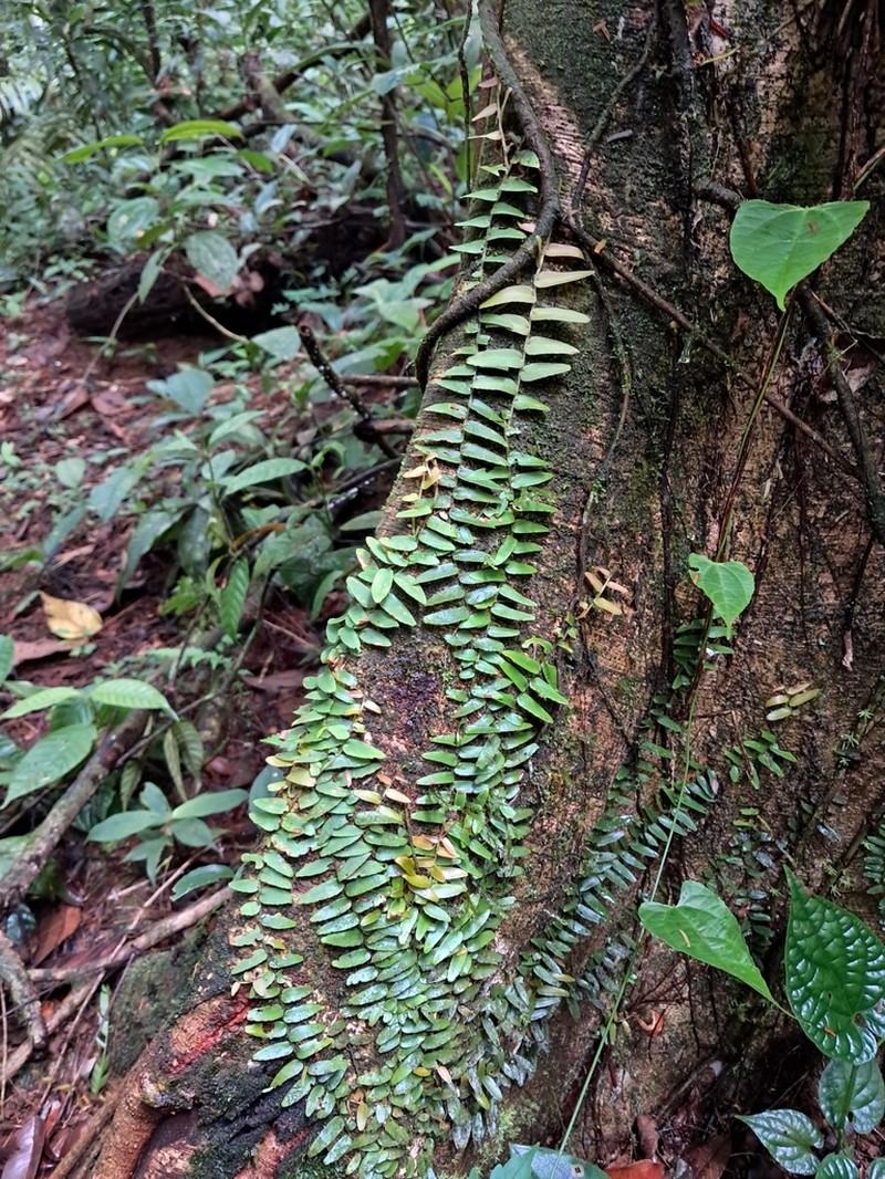Shingleplant
