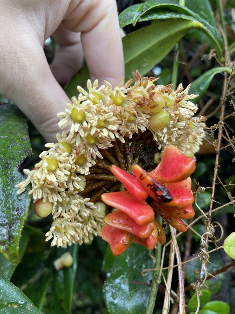 Shingleplant photo 2