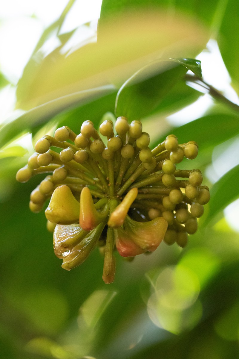 Shingleplant photo 3
