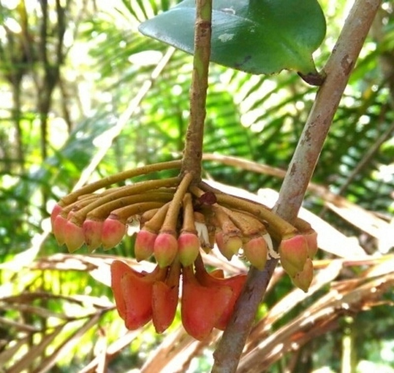 Shingleplant photo 4