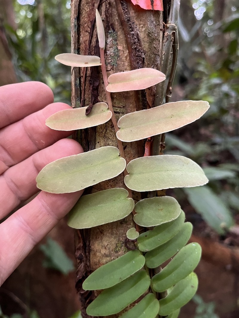 Shingleplant photo 5