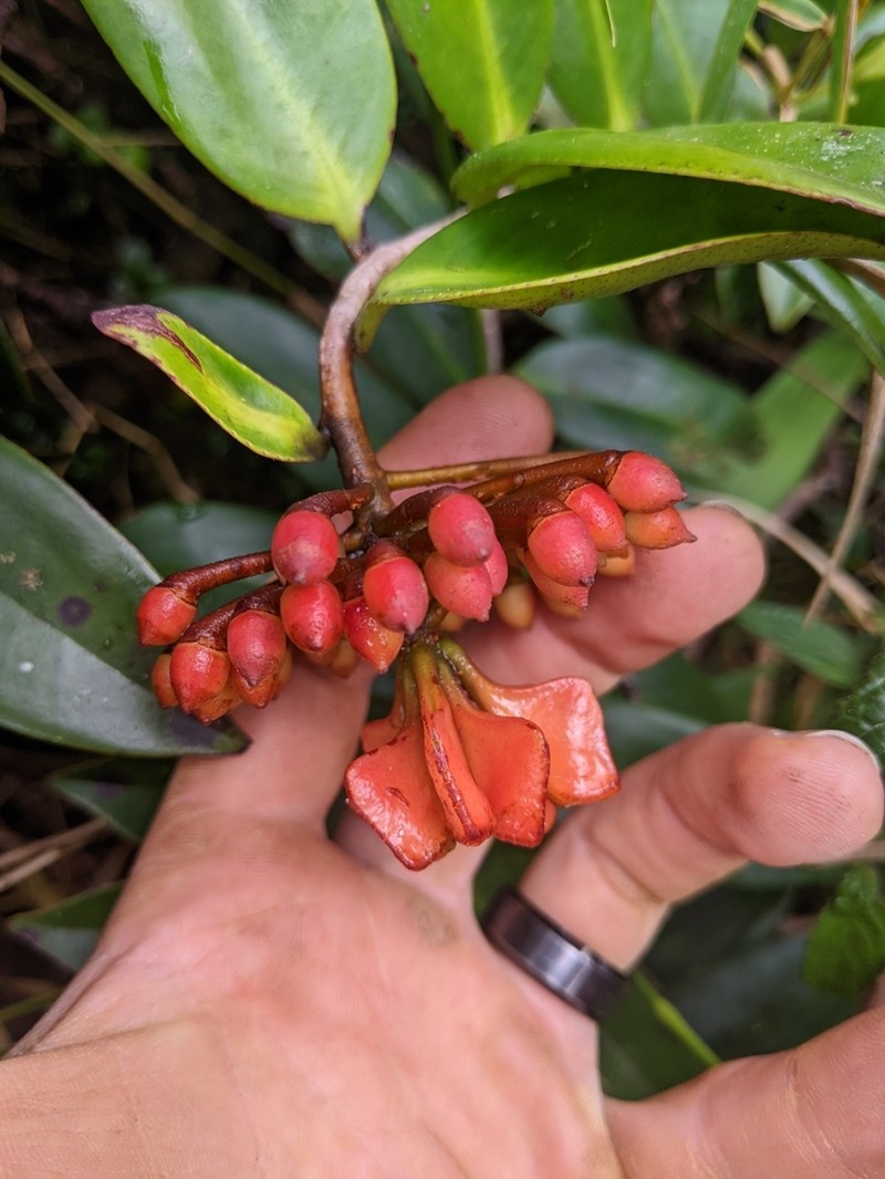 Shingleplant photo 6