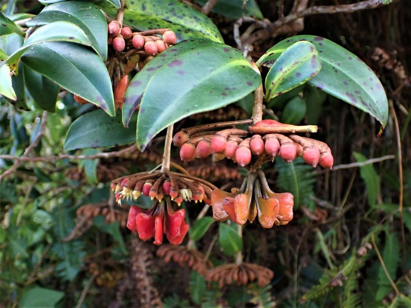 Shingleplant photo 7
