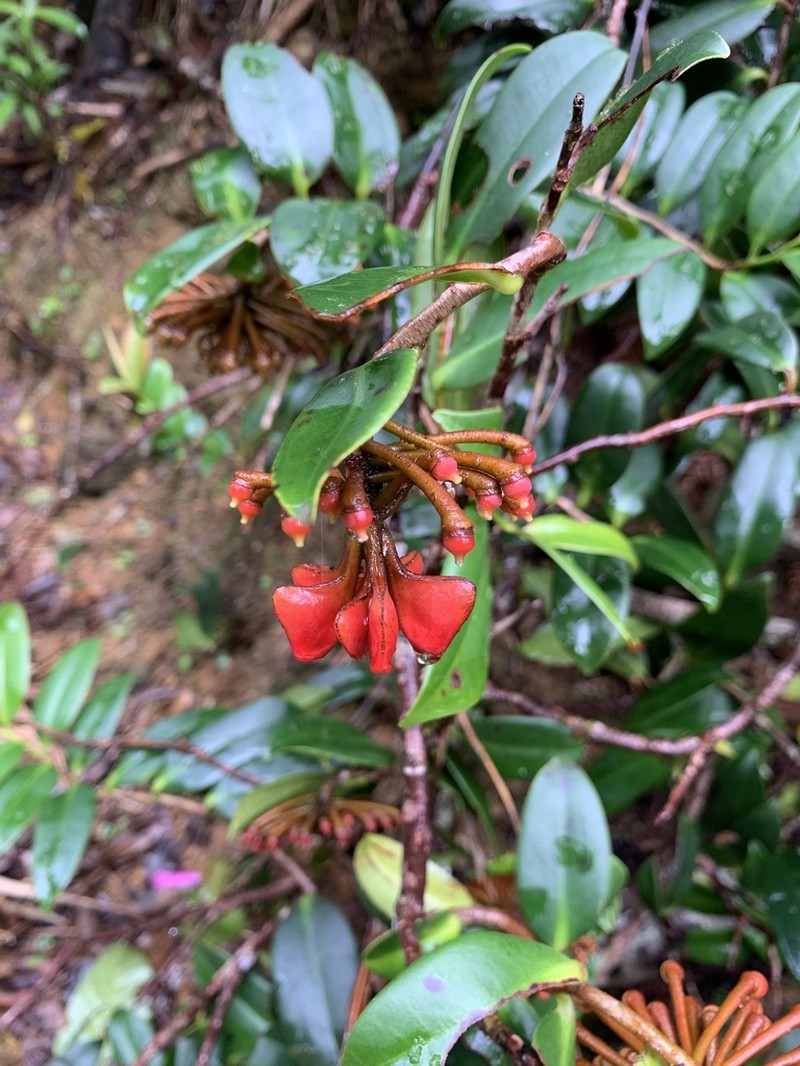 Shingleplant photo 8