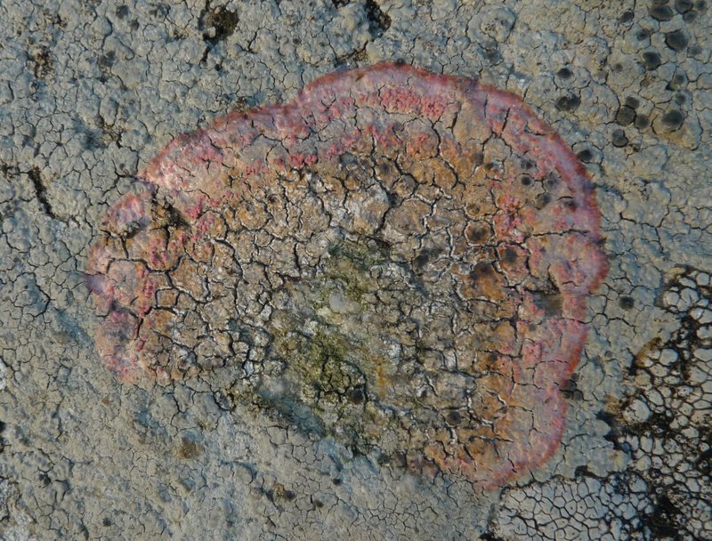 Marchandiomyces corallinus