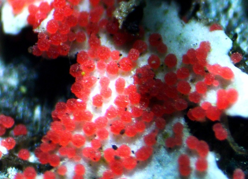 Marchandiomyces corallinus photo 3