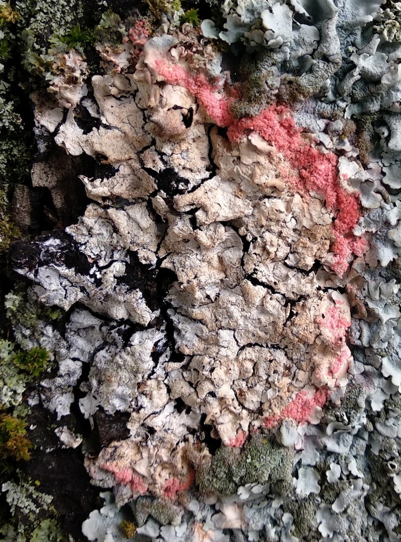 Marchandiomyces corallinus photo 5