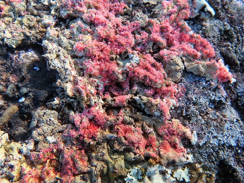 Marchandiomyces corallinus photo 7