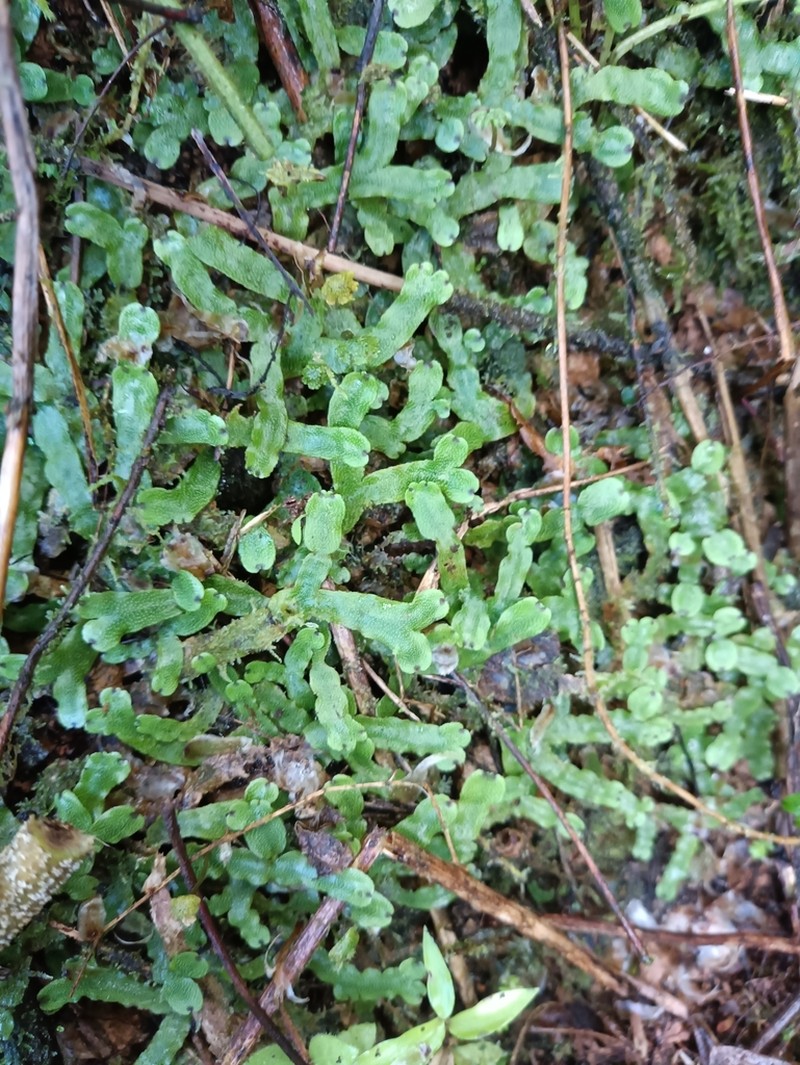 Marchantia inflea