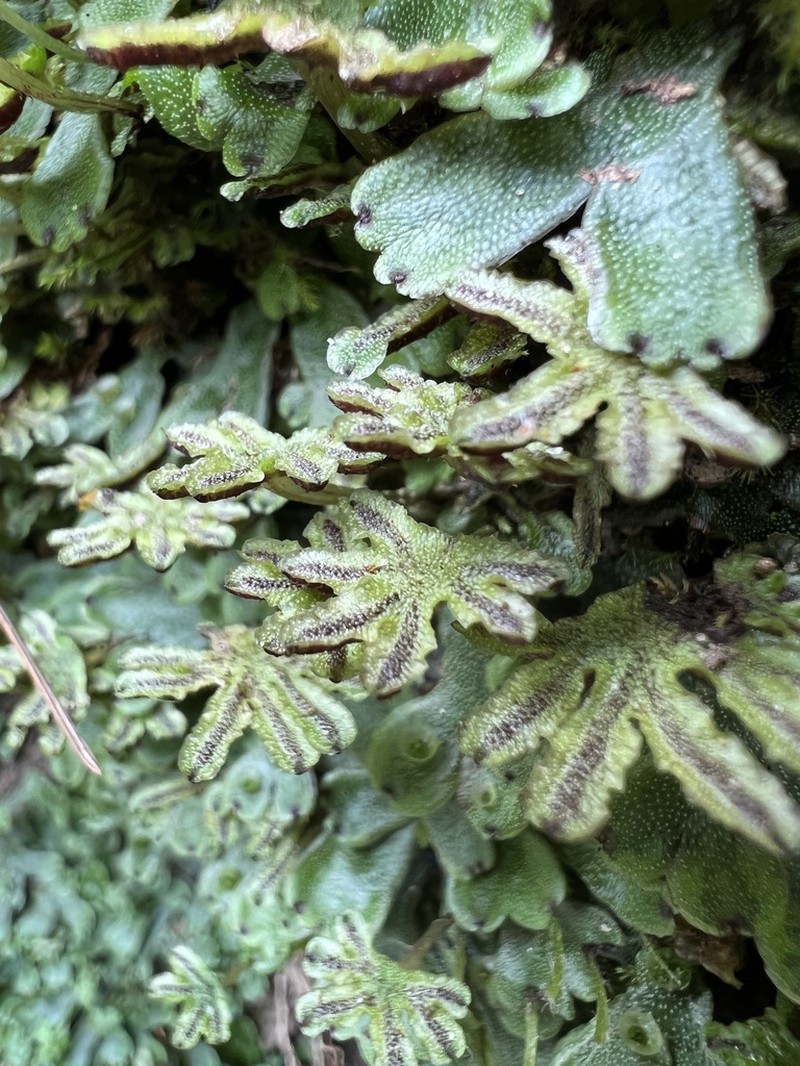 Marchantia inflea photo 2